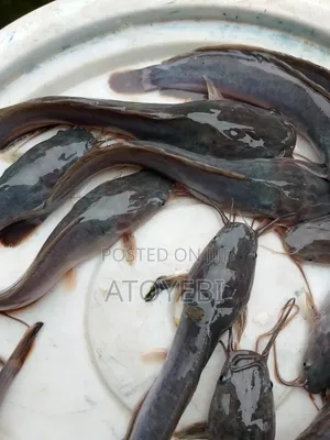 Catfish in Different Sizes