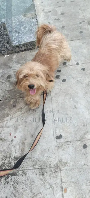 6-12 months Male Mixed Breed Lhasa Apso