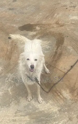 1+ year Female Purebred American Eskimo