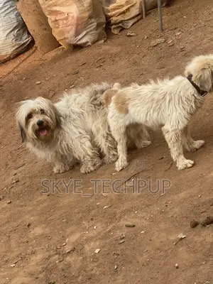 1+ year Male Purebred Lhasa Apso