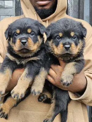 1-3 months Female Purebred Rottweiler