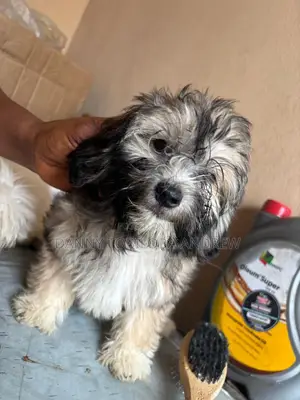 3-6 months Female Purebred Lhasa Apso