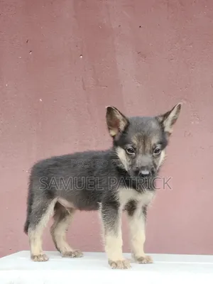 1-3 months Male Purebred German Shepherd