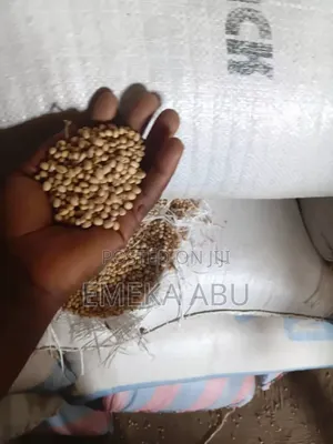 Cleaned Soya Beans