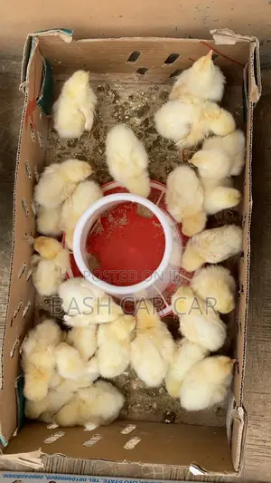 Healthy and Vaccinated Day Old Chicken