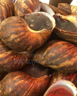 Live Snails For Sale In Lagos(Jumbo, Med Small) Affordables Fresh
