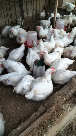 Live Chicken