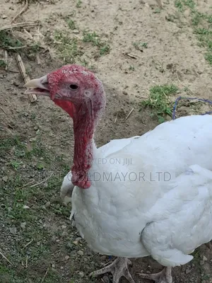 Turkeys for Sale