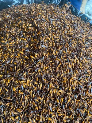 Edible Termites Is Available