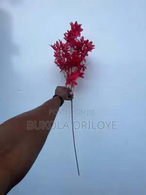 Long Stems Flower Rentals Service