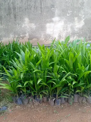 Oil Palm Seedlings (Hybrid Tenera)