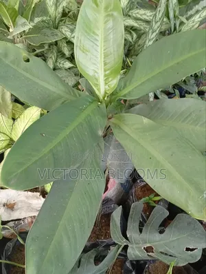 Indoor Plants