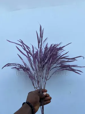 Purple Rafear Long Stems Rentals Service