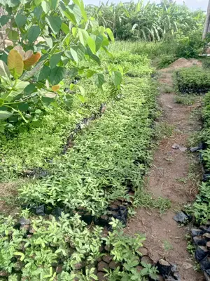 Parkia Biglobosa (African Locust Bean)