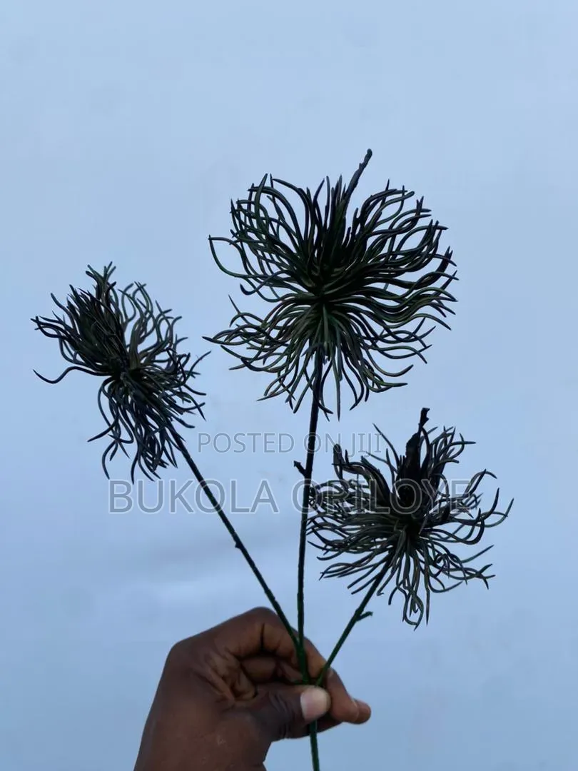 Octopus Black Long Stems