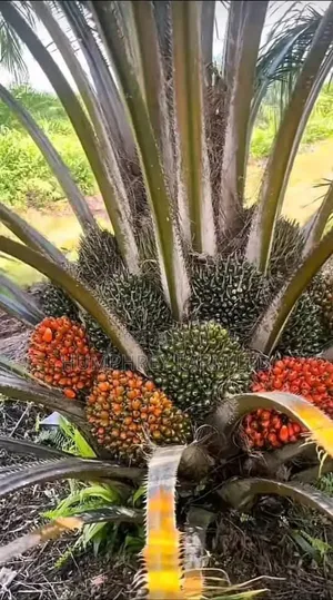 Pure Tenera Oil Palm Seedlings and Seeds for Sale