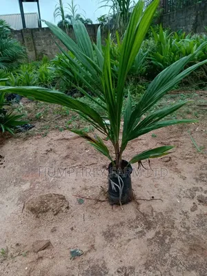 Pure Malaysia Supergene Oil Palm Seedlings for Sale