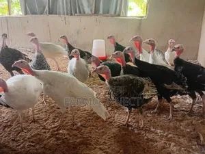 Local Turkeys Different Ages Prices From 10,000