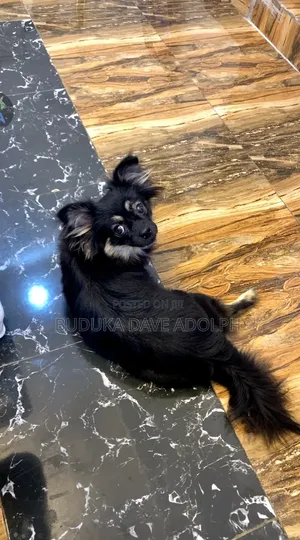1+ year Female Mixed Breed Chihuahua