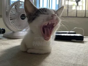 0-1 month Female Purebred American Shorthair