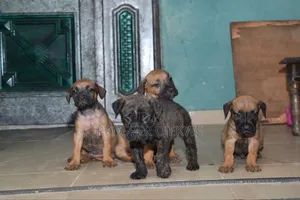 1-3 months Male Mixed Breed Boerboel