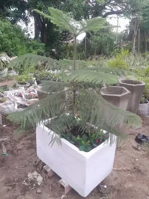 Flower Pot (Cement)