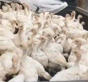 Grown Up Foreign Turkey