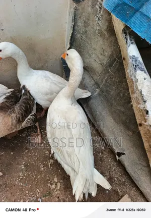 Pilgrim Geese Are Available