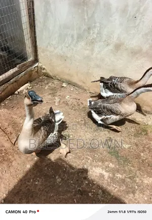 Chinese Geese Are Available At Affordable Prices