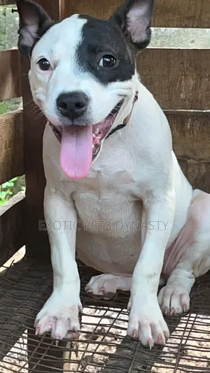 3-6 months Female Purebred American Bully