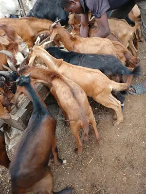 Healthy Goats Meat