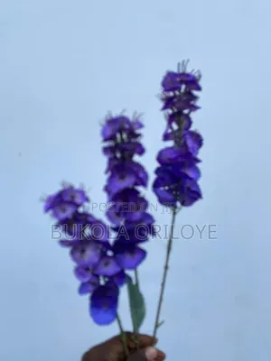 Purple Corn Rentals Service
