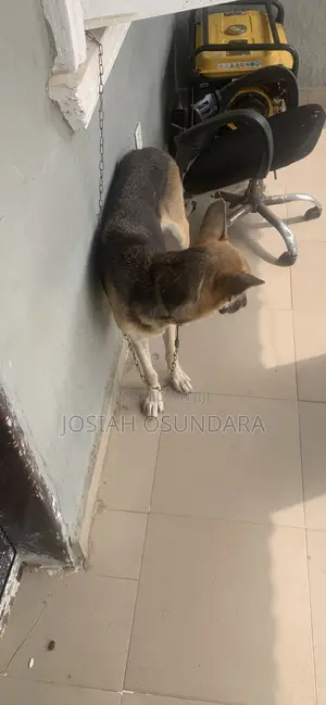 1+ year Female Purebred German Shepherd