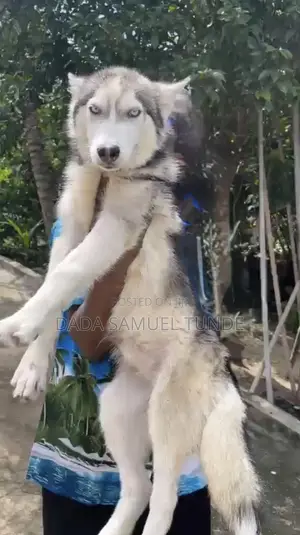 6-12 months Male Purebred Siberian Husky