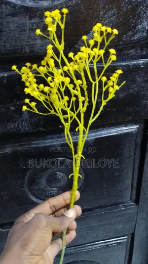 Yellow Baby Breath Rentals Service