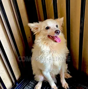 6-12 months Male Mixed Breed American Eskimo
