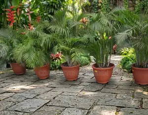 Palm Flower Plant