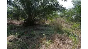 Farmland With Crops