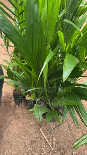 Malaysia Super Gene Palm Seed / Banga Seed - Ready to Plant