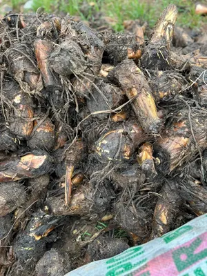Plantain Suckers