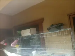 Rabbit Self Cleaning Cage