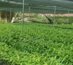 Cocoa Seedlings