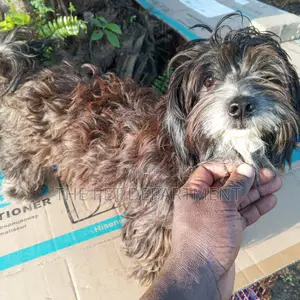 6-12 months Female Purebred Lhasa Apso
