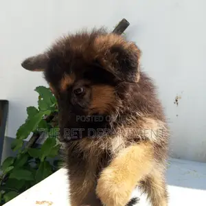 1-3 months Female Purebred German Shepherd