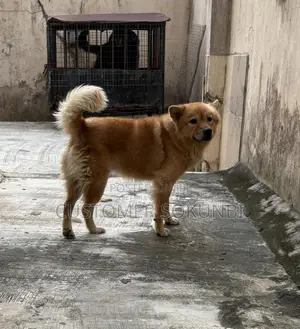 1+ year Male Mixed Breed Chow Chow