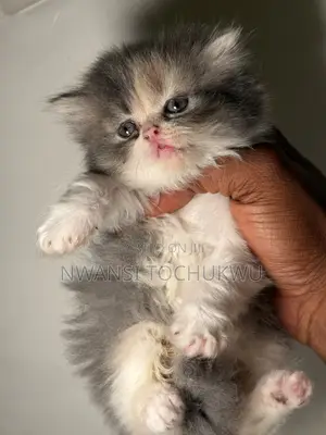 1-3 months Male Purebred Persian