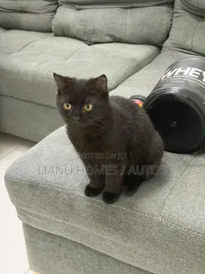 3-6 months Male Purebred British Shorthair