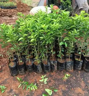 Dwarf Orange Tree Seedlings
