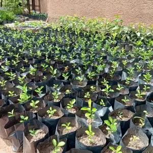 Dwarf Orange Tree Seedlings