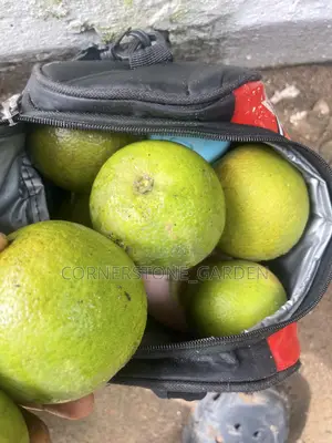Dwarf Orange Tree Seedlings